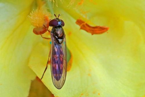 Réf. 235 804 : Melanostoma scalare